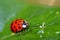 Lady Bug (6408)