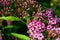 Lady bug on anthony waterer spirea bumalda pink flowering bush horizontal