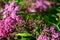 Lady bug on buds of anthony waterer spirea bumalda pink flowering bush horizontal