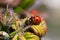 Lady bug eating plant lice