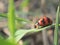 Lady bug on glass whit blur background