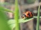 Lady bug on glass whit blur background