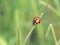 Lady bug on glass whit blur background