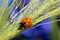 Lady bug on grass stems with small shining on sun water dops on blurred background with bokeh effect