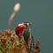 Lady-bug on haircap moss