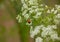 Lady Bug resting on Queen Anne`s Lace Flowers