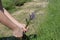 Lady is cutting lavender with scissors