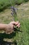 Lady is cutting lavender with scissors