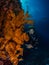 Lady diver and spectacular gorgonian