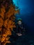 Lady diver and spectacular gorgonian