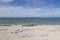 Lady Elliot Island coral beach