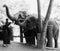 Lady feeding the orphan elephants