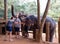 Lady feeding the orphan elephants