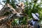 A lady feeds a giraffe at Singapore Zoo in Singapore.