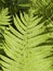 Lady Fern Frond