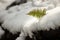 Lady fern growing from the snow cover in wintertime.