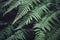 Lady fern plants or Athyrium filix-femina in the garden
