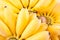 Lady Finger banana and hand of golden bananas on white background healthy Pisang Mas Banana fruit food isolated