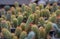 Lady Fingers, Golden Stars Mammillaria elongataLong, finger-like cylindrical desert plants in a nursery