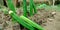 Lady fingers growing in sequence horizontal soil land