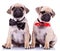 Lady and gentleman pug puppy dogs