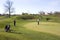 Lady Golfers On The Green