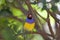 Lady Gouldian Finch