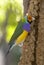 Lady Gouldian Finch