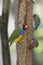 Lady Gouldian Finch