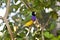 Lady Gouldian finch