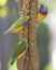 Lady Gouldian Finch