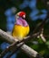 Lady gouldian finch