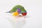 Lady Gouldian Finch