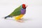 Lady Gouldian Finch