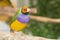 Lady Gouldian Finch