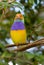 Lady Gouldian Finch (Erythrura gouldiae )