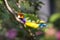 Lady Gouldian Finch perched - Erythrura gouldiae