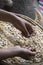 Lady hand sorting through Argan nuts being made into oil for food or cosmetic use - close up of hands