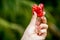 Lady Holds Peeled Heart Shaped Pomegranate