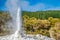 Lady Knox Geyser in Waiotapu Geothermal Area, New Zealand