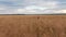 The lady in a mask from a virus, stands in a wheat field, the camera flies back from the lady back. Shows loneliness of the person