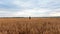 The lady in a mask from a virus, stands in a wheat field, the camera flies back from the lady back. Shows loneliness of the person