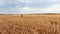 The lady in a mask from a virus, stands in a wheat field, the camera flies back from the lady back. Shows loneliness of the person