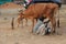 A lady milk vendor with a cow and calf.