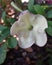 Lady of the Night Brunfelsia with Purple Edged Petals