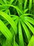 Lady palm or Bamboo palm leaf Rhapis exclesa, PLAMAE