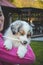 Lady in a pink sweatshirt holding a smiling Australian Shepherd puppy. Love and relationship between female dog and female. Magic