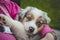 Lady in a pink sweatshirt holding a smiling Australian Shepherd puppy. Love and relationship between female dog and female. Magic