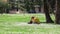 Lady plays with friendly dachshund sitting on blooming field