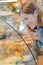 Lady pointing at pastries through glass counter